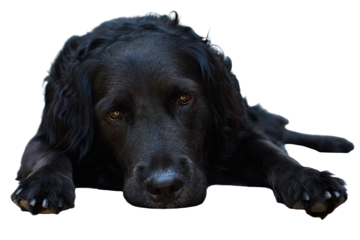 Bria RMBG 2.0 result: Black dog