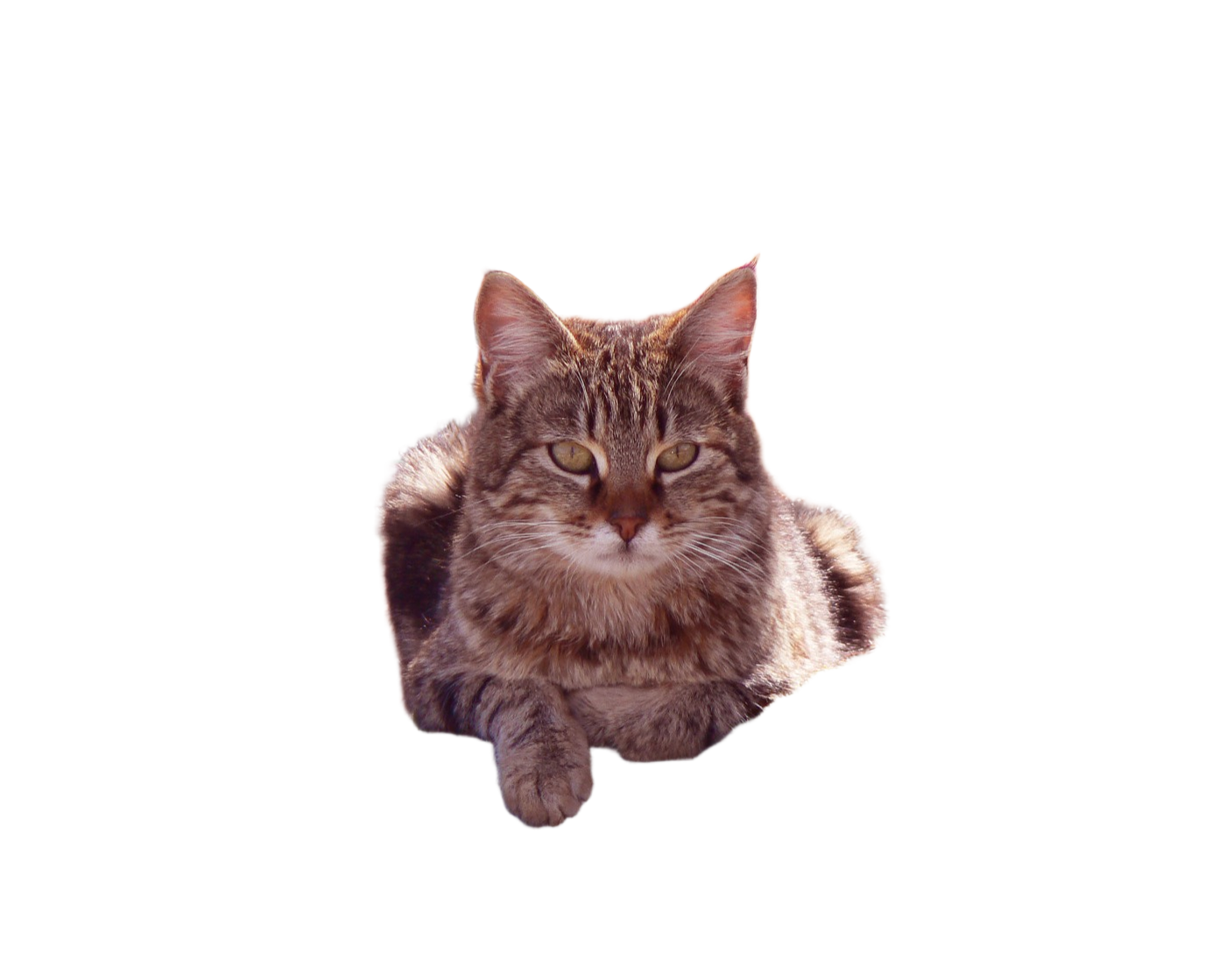 Bria RMBG 2.0 result: Cat in forest