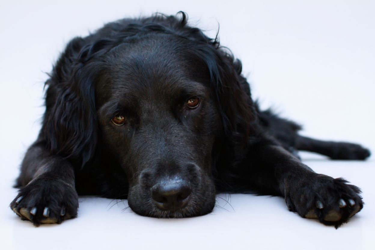 FLUX.1 Kontext Pro result: Black dog