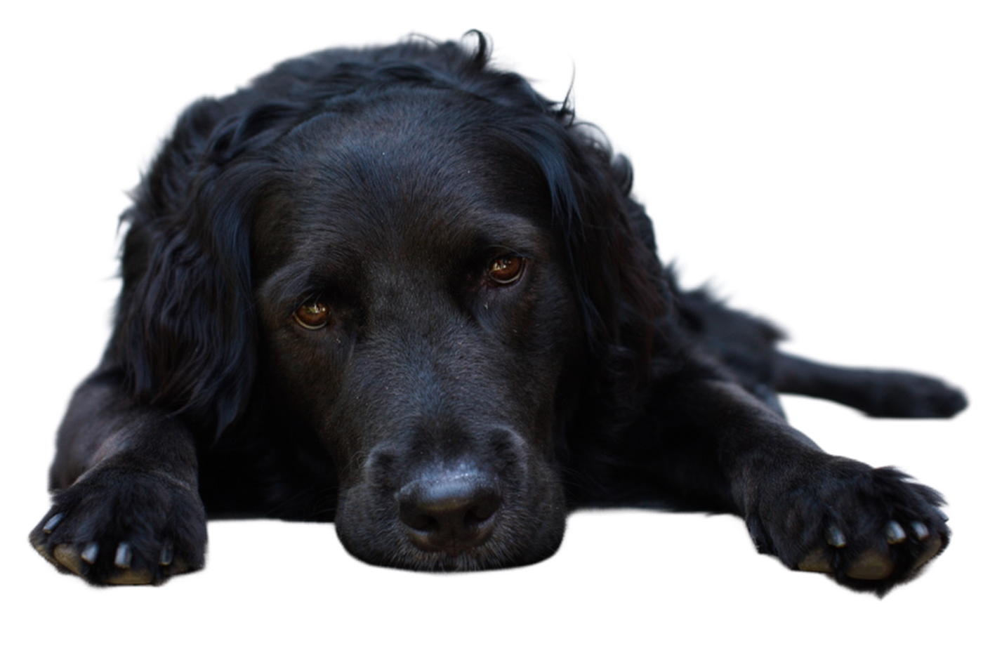 Ideogram Remove Background result: Black dog