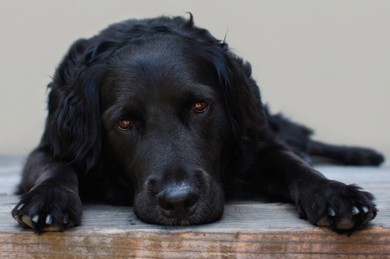 Nano Banana 2 Lite result: Black dog