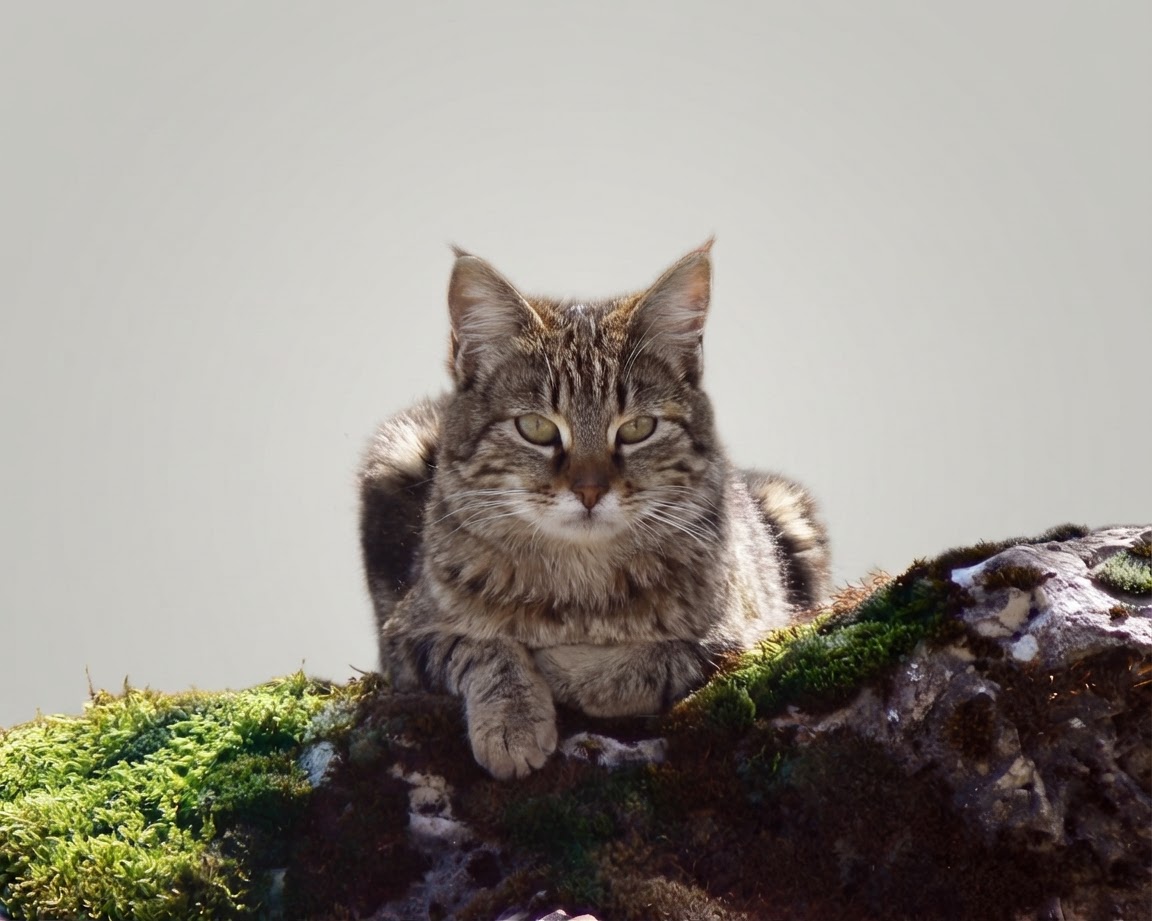 Nano Banana 2 Lite result: Cat in forest