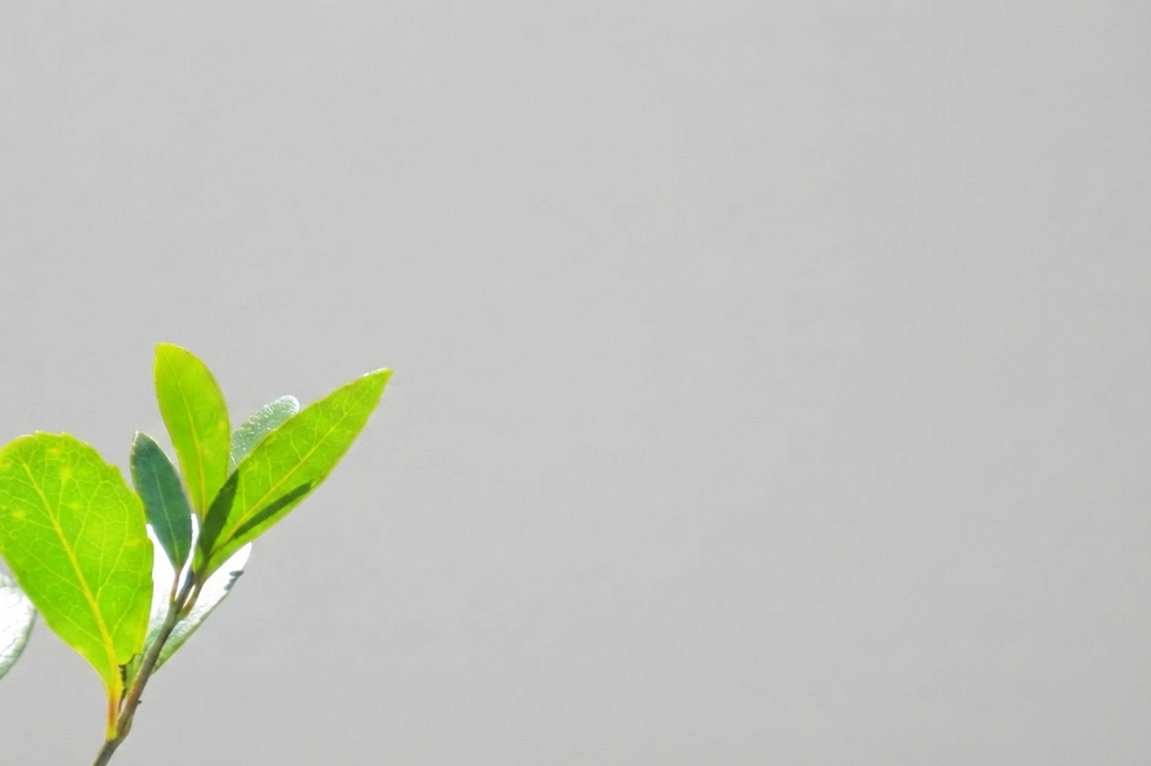 Nano Banana 2 Lite result: Green on green
