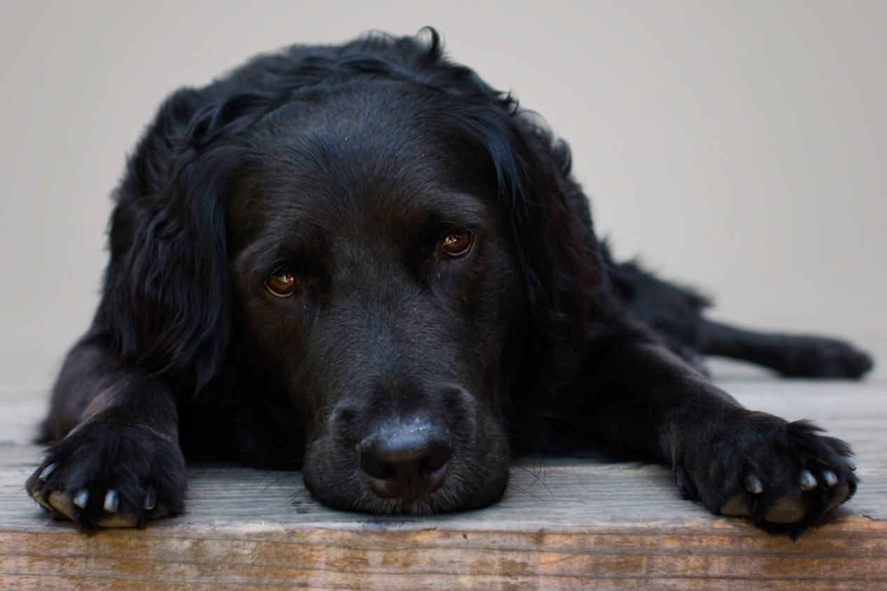 Nano Banana 2 result: Black dog