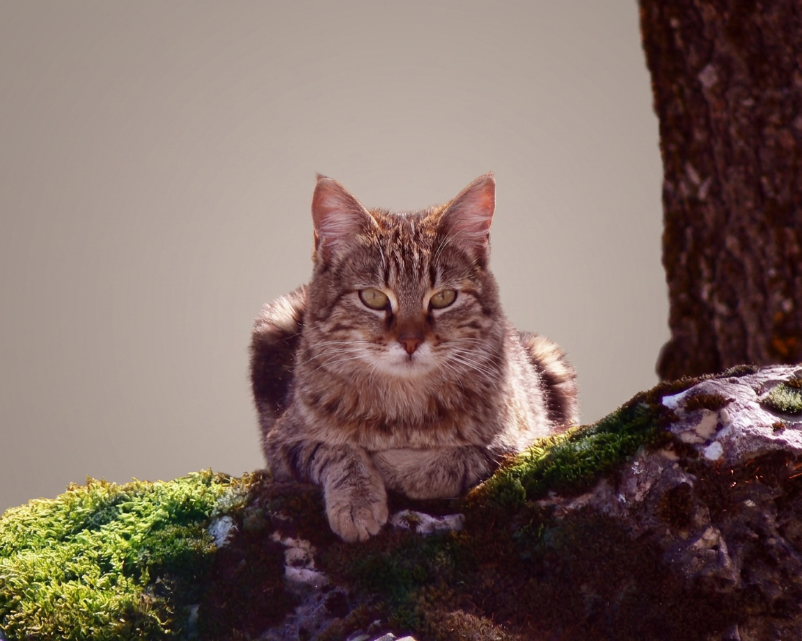 Nano Banana 2 result: Cat in forest