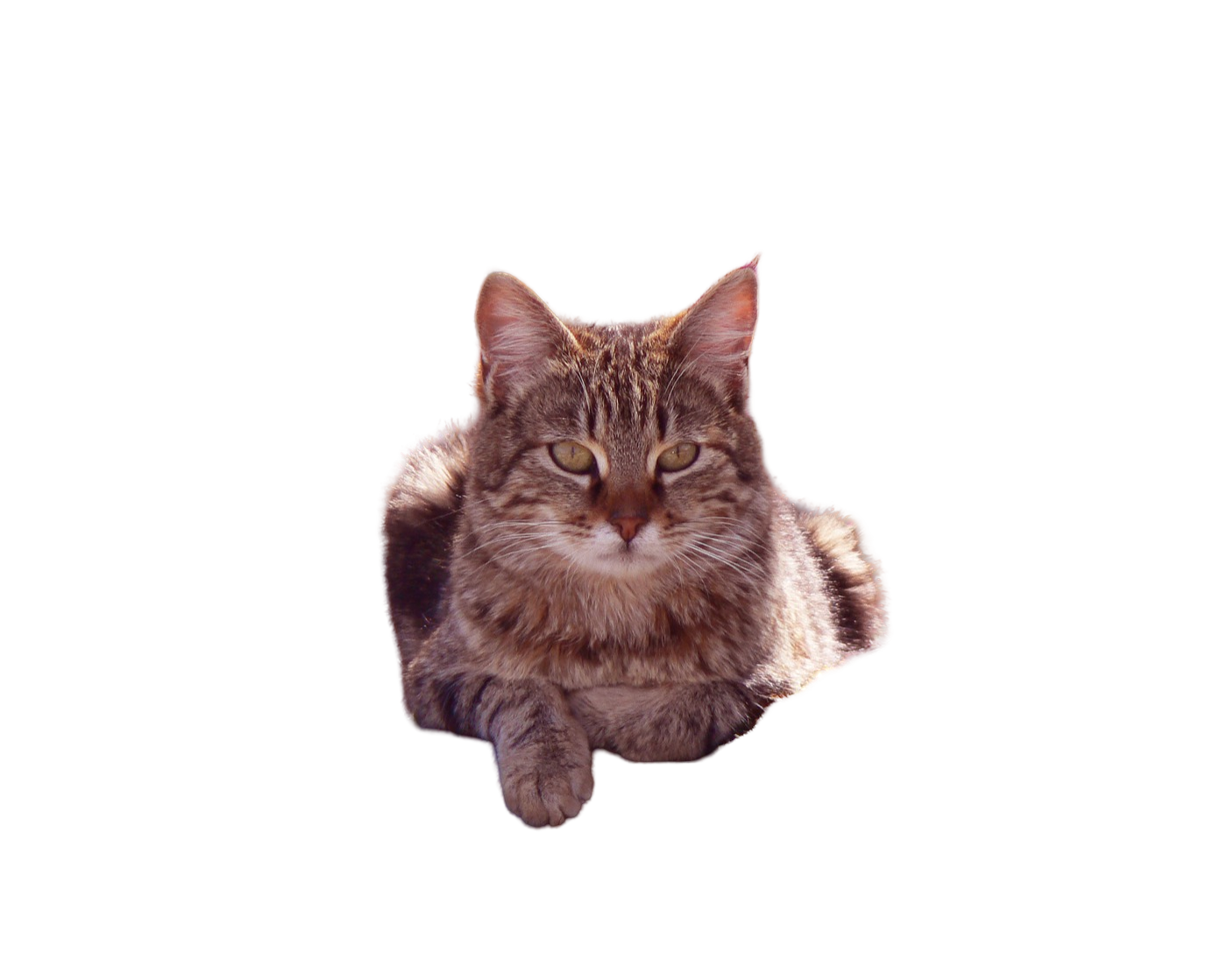 Pixelcut Background Removal result: Cat in forest