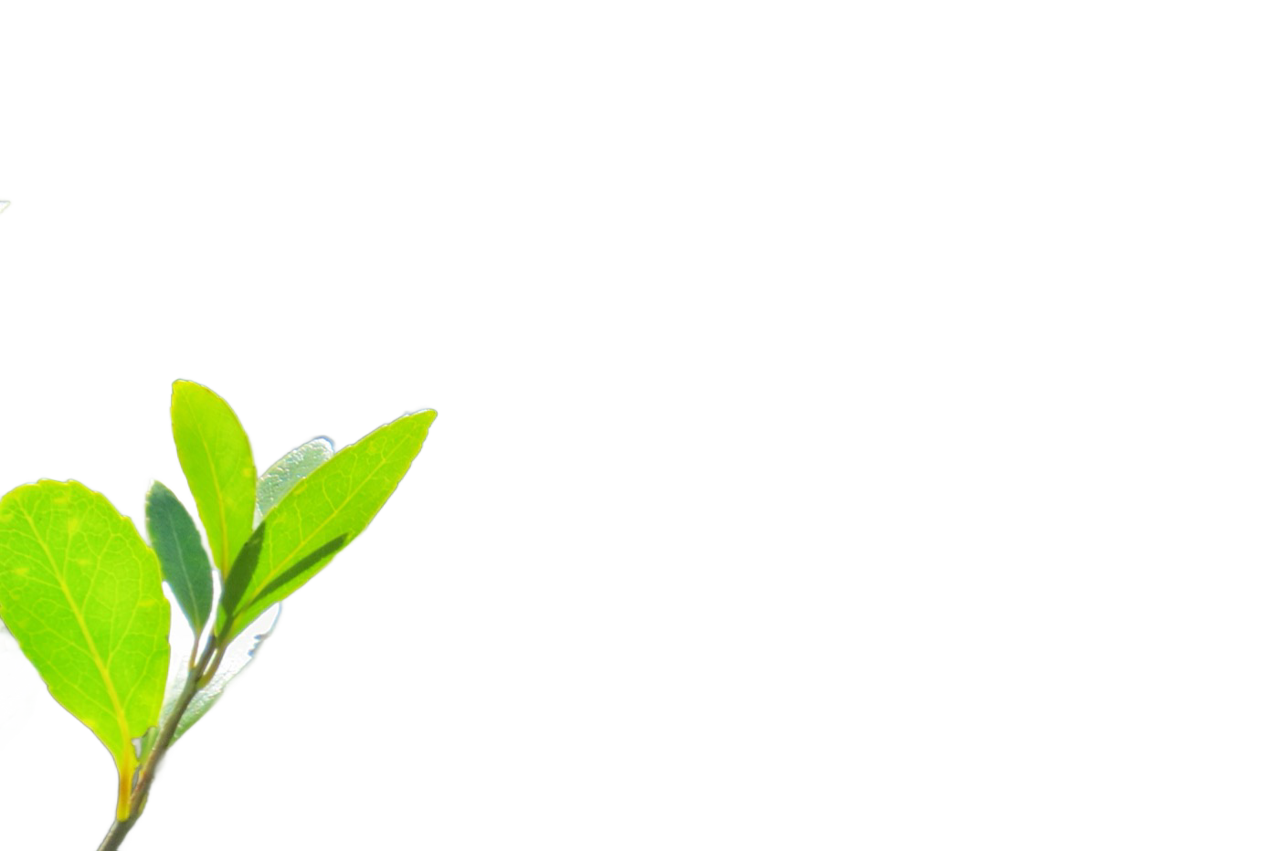 Remove Background result: Green on green